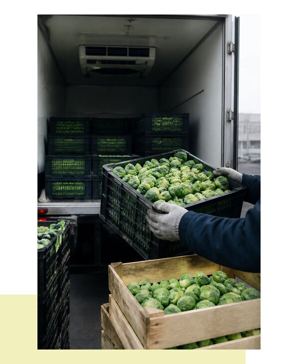 Перевозка брюссельской капусты оптом с доставкой в Мура